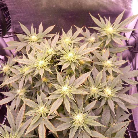 Mary/ erster Grow growlog timeline photo