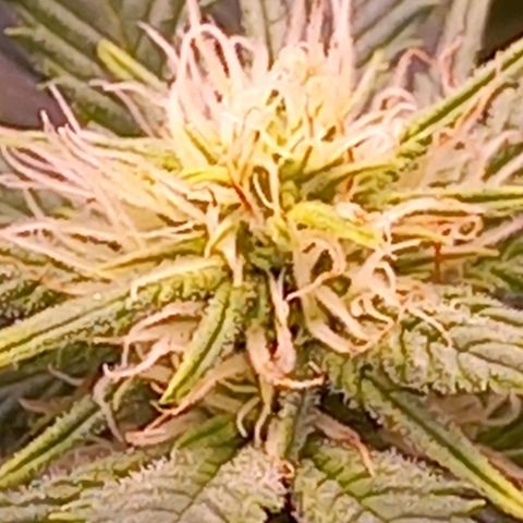 Mary/ erster Grow growlog timeline photo