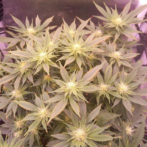 Mary/ erster Grow growlog timeline photo