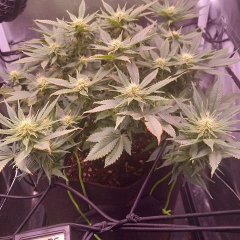 Mary/ erster Grow growlog timeline photo