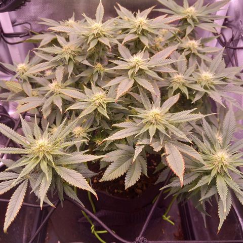 Mary/ erster Grow growlog timeline photo