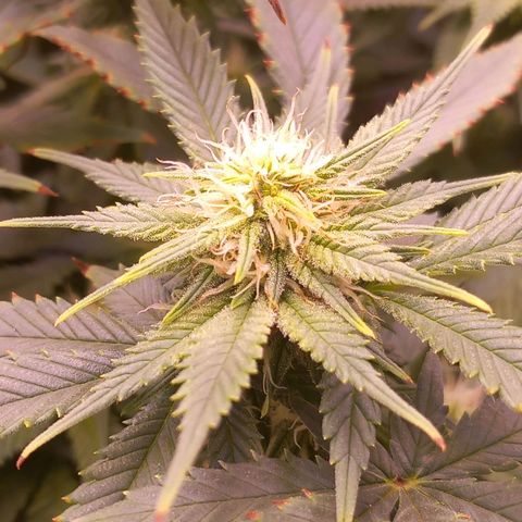 Mary/ erster Grow growlog timeline photo