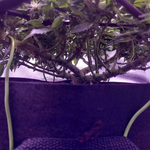 Mary/ erster Grow growlog timeline photo