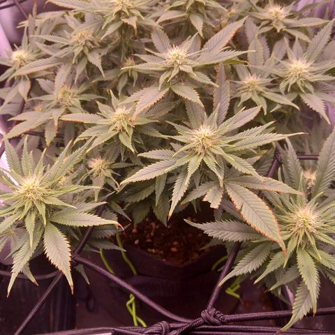 Mary/ erster Grow growlog timeline photo