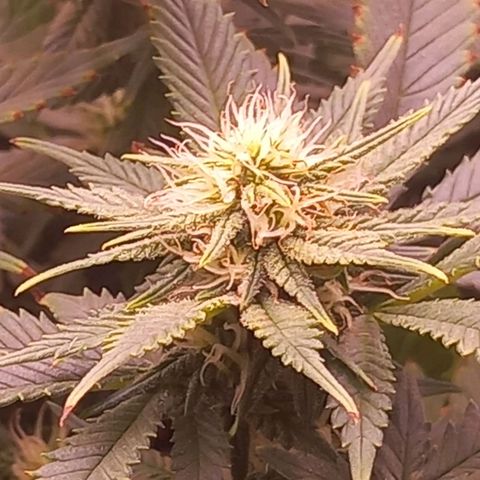 Mary/ erster Grow growlog timeline photo