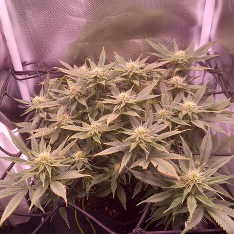 Mary/ erster Grow growlog photo: Luftfeuchtigkeit immer noch zu hoch