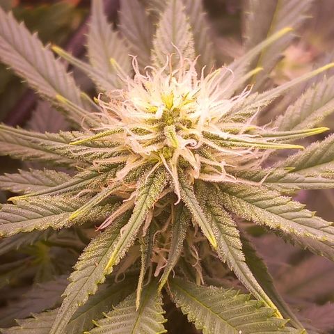 Mary/ erster Grow growlog photo: Luftfeuchtigkeit immer noch zu hoch