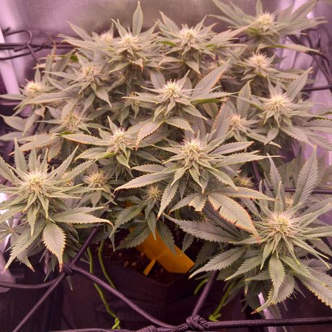 Mary/ erster Grow growlog timeline photo