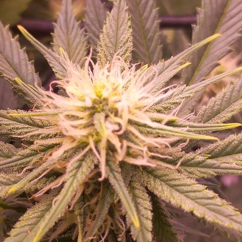 Mary/ erster Grow growlog timeline photo