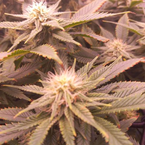 Mary/ erster Grow growlog timeline photo