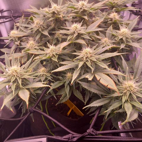 Mary/ erster Grow growlog timeline photo