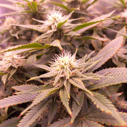 Mary/ erster Grow growlog timeline photo