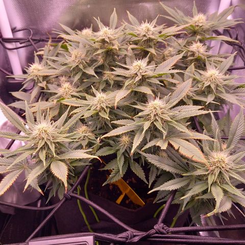 Mary/ erster Grow growlog timeline photo