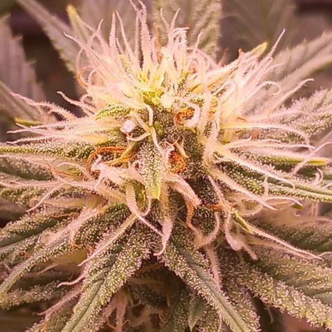 Mary/ erster Grow growlog timeline photo