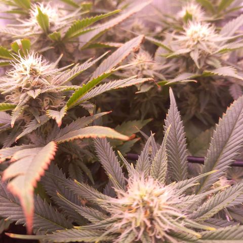 Mary/ erster Grow growlog timeline photo