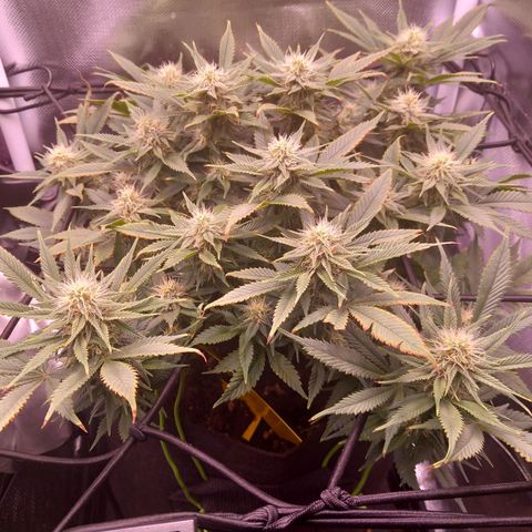 Mary/ erster Grow growlog timeline photo