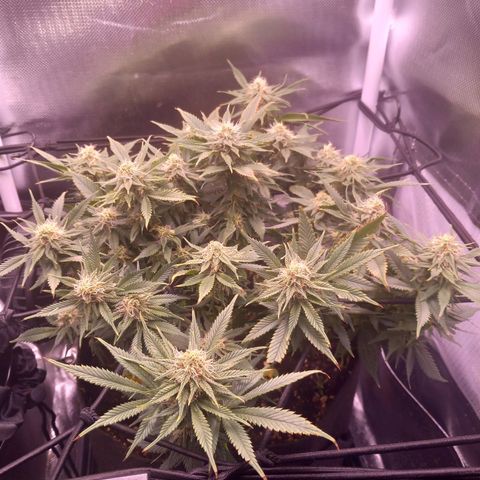 Mary/ erster Grow growlog photo: Nochmal gelüftet/entlaubt