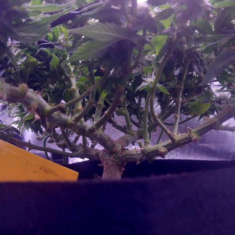 Mary/ erster Grow growlog photo: Nochmal gelüftet/entlaubt