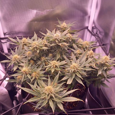 Mary/ erster Grow growlog timeline photo