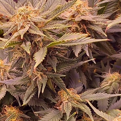 Mary/ erster Grow growlog timeline photo