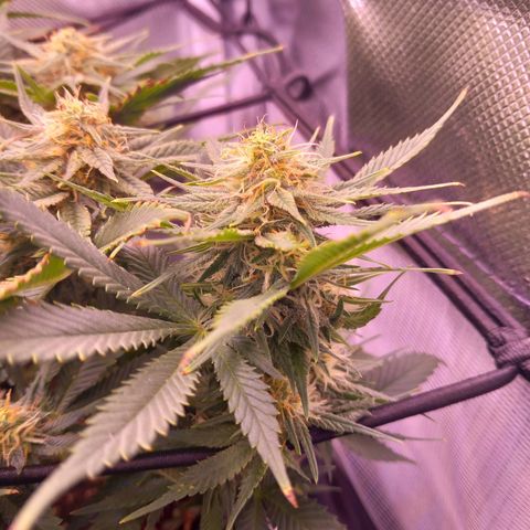 Mary/ erster Grow growlog timeline photo