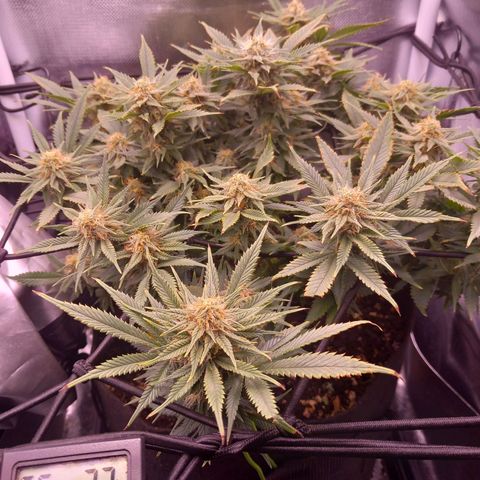 Mary/ erster Grow growlog timeline photo