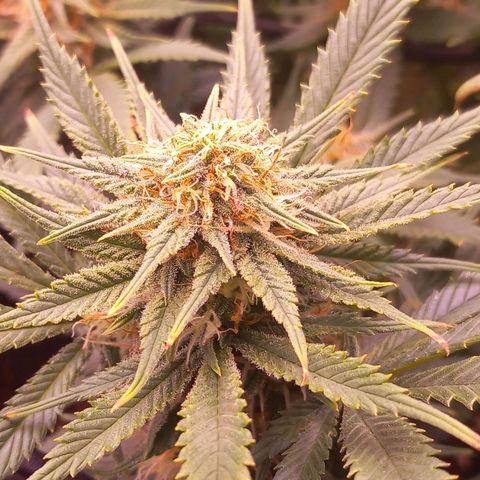 Mary/ erster Grow growlog timeline photo