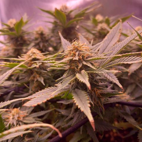 Mary/ erster Grow growlog timeline photo