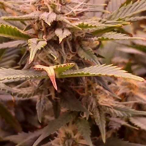 Mary/ erster Grow growlog timeline photo