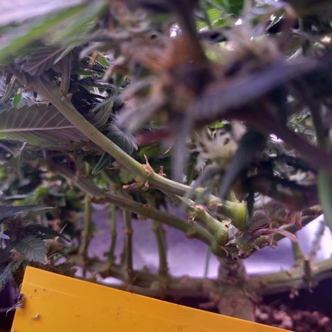 Mary/ erster Grow growlog timeline photo