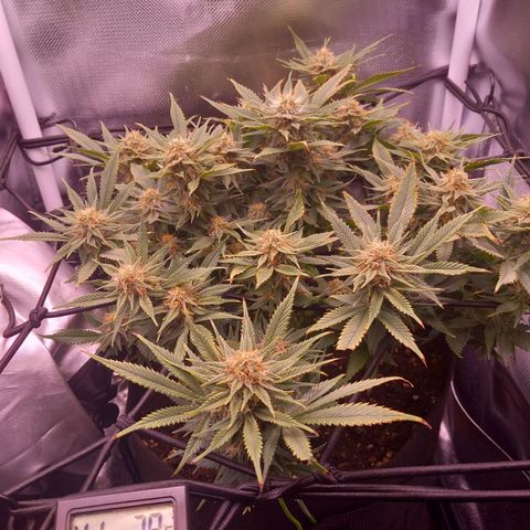 Mary/ erster Grow growlog timeline photo