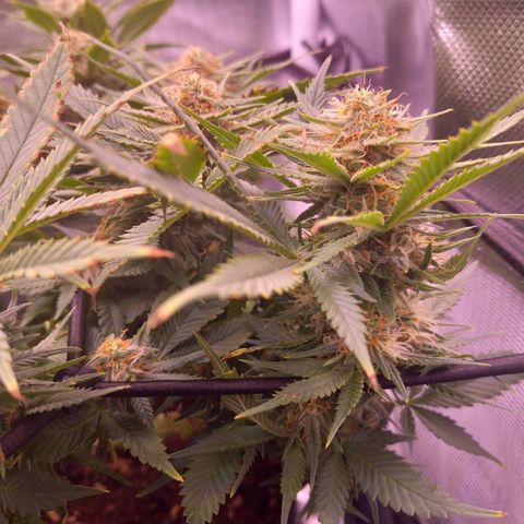 Mary/ erster Grow growlog timeline photo