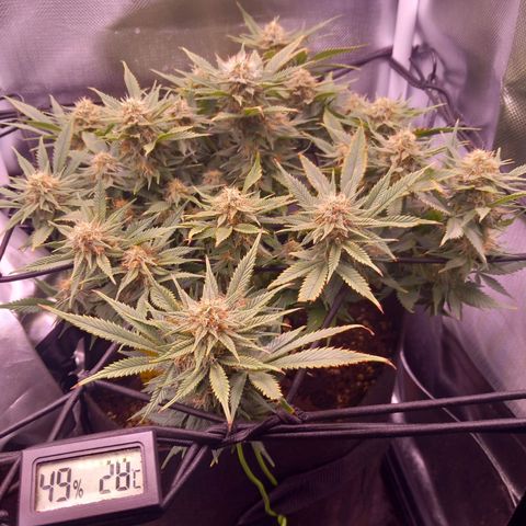 Mary/ erster Grow growlog timeline photo