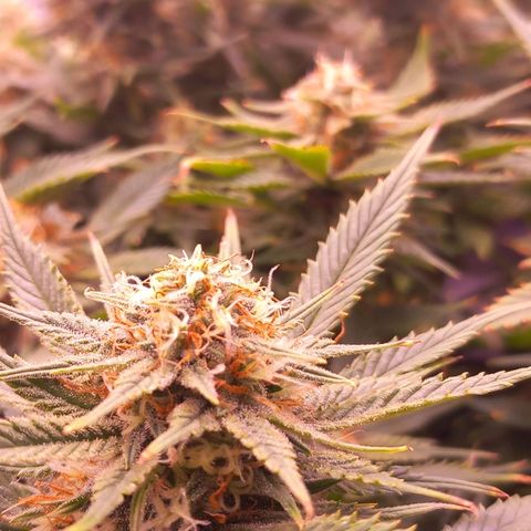 Mary/ erster Grow growlog timeline photo