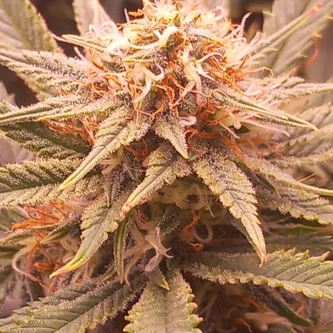 Mary/ erster Grow growlog timeline photo
