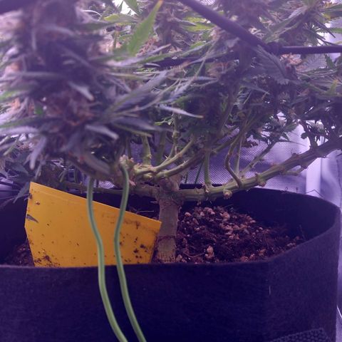 Mary/ erster Grow growlog timeline photo