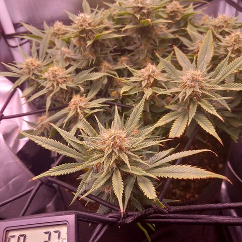 Mary/ erster Grow growlog timeline photo