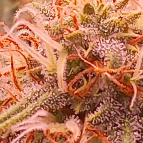 Mary/ erster Grow growlog timeline photo