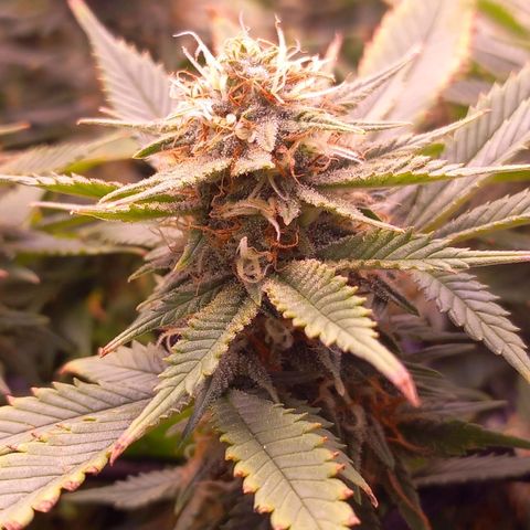 Mary/ erster Grow growlog timeline photo