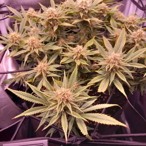 Mary/ erster Grow growlog timeline photo