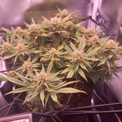 Mary/ erster Grow growlog timeline photo
