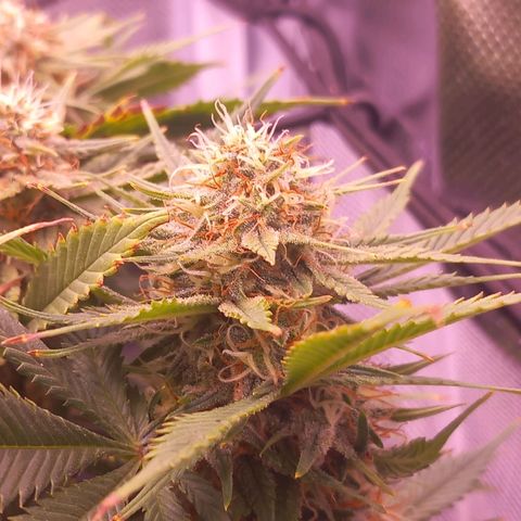 Mary/ erster Grow growlog timeline photo