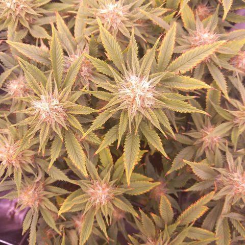 Mary/ erster Grow growlog timeline photo