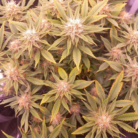 Mary/ erster Grow growlog timeline photo