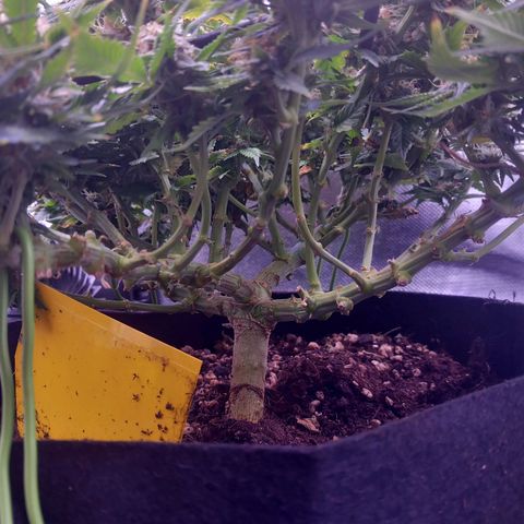 Mary/ erster Grow growlog timeline photo