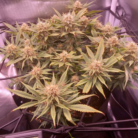 Mary/ erster Grow growlog timeline photo