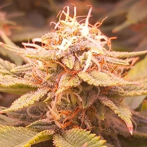 Mary/ erster Grow growlog timeline photo