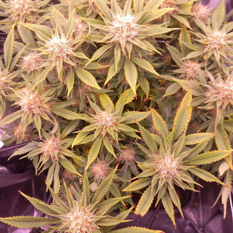 Mary/ erster Grow growlog timeline photo
