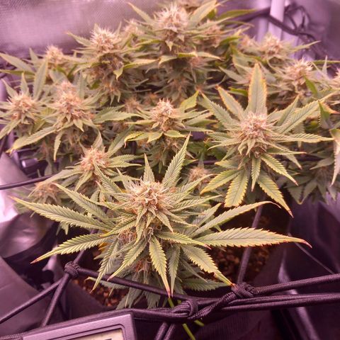 Mary/ erster Grow growlog timeline photo