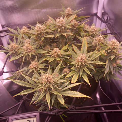 Mary/ erster Grow growlog photo: Licht seit 10 min. an